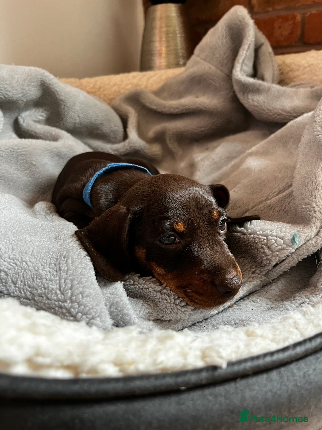 Dachshund dogs for sale: 4 Beautiful Dachshund Puppies - Image 3