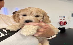 Mini Goldendoodle dogs for sale: Ready 19/9 Family Raised F1 Mini Goldendoodles 💖  - Image 21