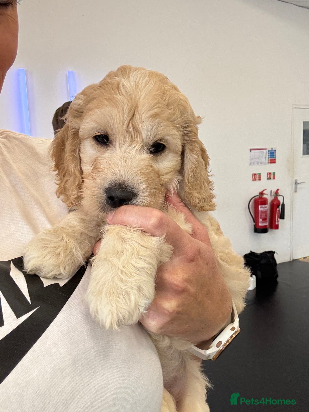 Mini Goldendoodle dogs for sale: Ready 19/9 Family Raised F1 Mini Goldendoodles 💖  - Image 21