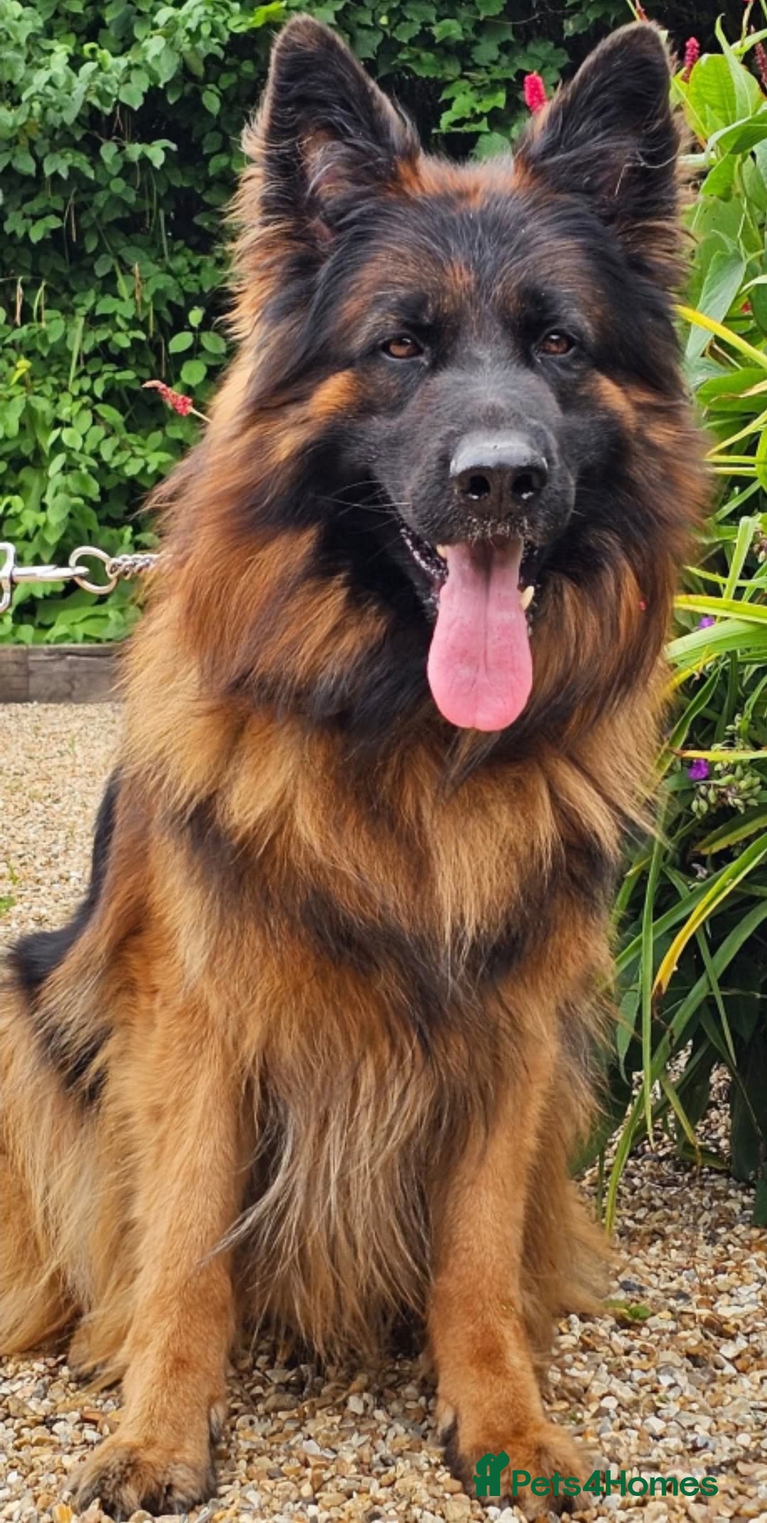 German Shepherd dogs for sale:  Exceptional German Shepherd Dog Puppies – KC Reg - Advert 8