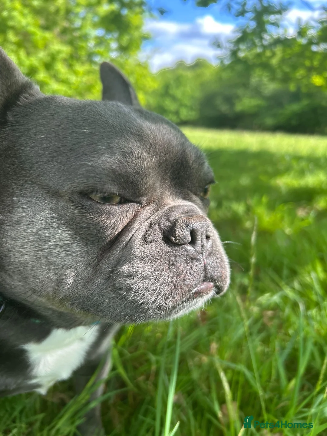 French Bulldog dogs for sale: French bulldog. Castrated 5 years old - Advert 4