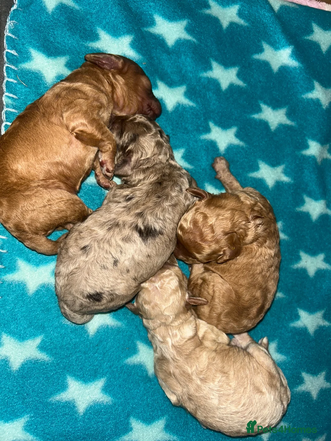 Cockapoo dogs for sale: Miniature Cockapoo Puppies - Advert 1