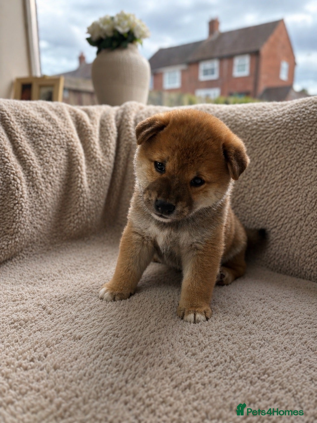 Japanese Shiba Inu dogs Japanese Shiba Inu puppies  - Advert 1
