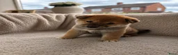 Japanese Shiba Inu dogs for sale: Japanese Shiba Inu puppies  - Advert 4