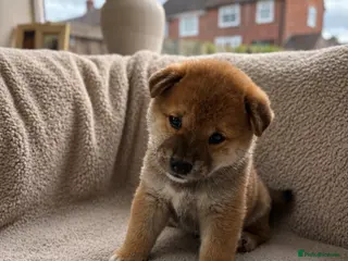 Japanese Shiba Inu dogs Japanese Shiba Inu puppies - Advert 1