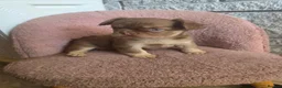 French Bulldog dogs for sale: 4 Stunning Full Fluffy Frenchie Pups - Advert 24