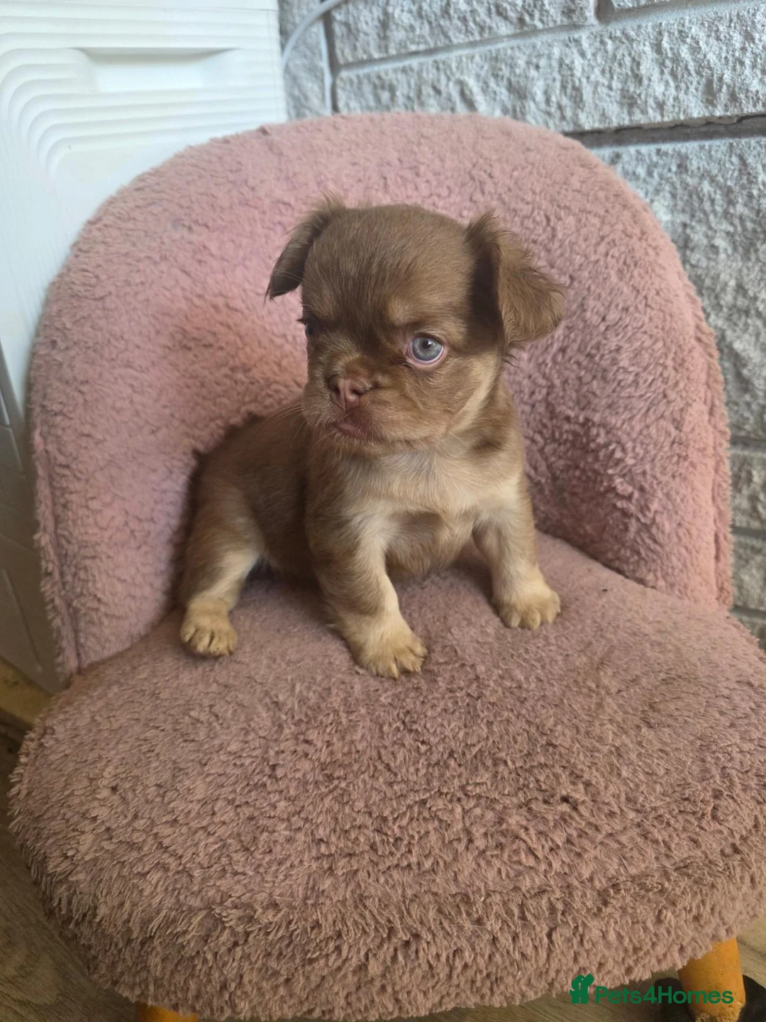 French Bulldog dogs for sale: 4 Stunning Full Fluffy Frenchie Pups - Advert 24