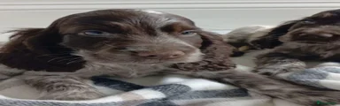 Cocker Spaniel 4