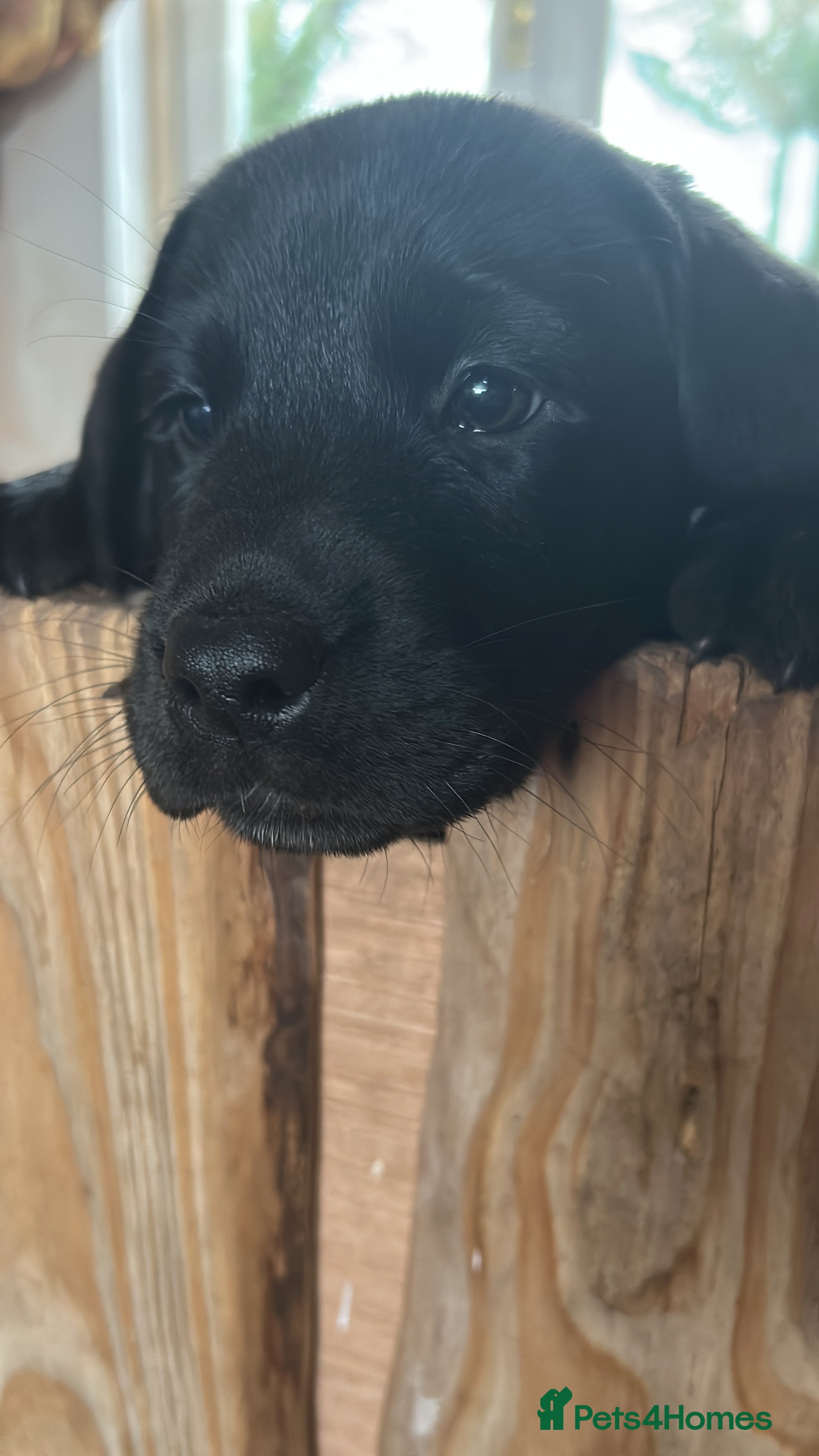 Labrador Retriever dogs Stunning kc reg Labrador puppies  - Advert 1