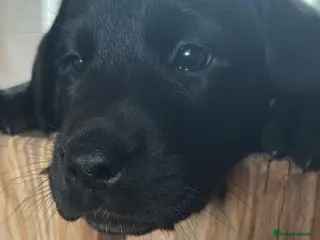 Labrador Retriever dogs Stunning kc reg Labrador puppies - Advert 1