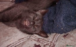 Mixed Breed cats for sale: 3 beautiful kittens  - Image 6