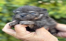 Pomeranian dogs for sale: BEAUTIFUL POMERANIAN BOYS 🧸 FACED PUPPIES!! - Image 6