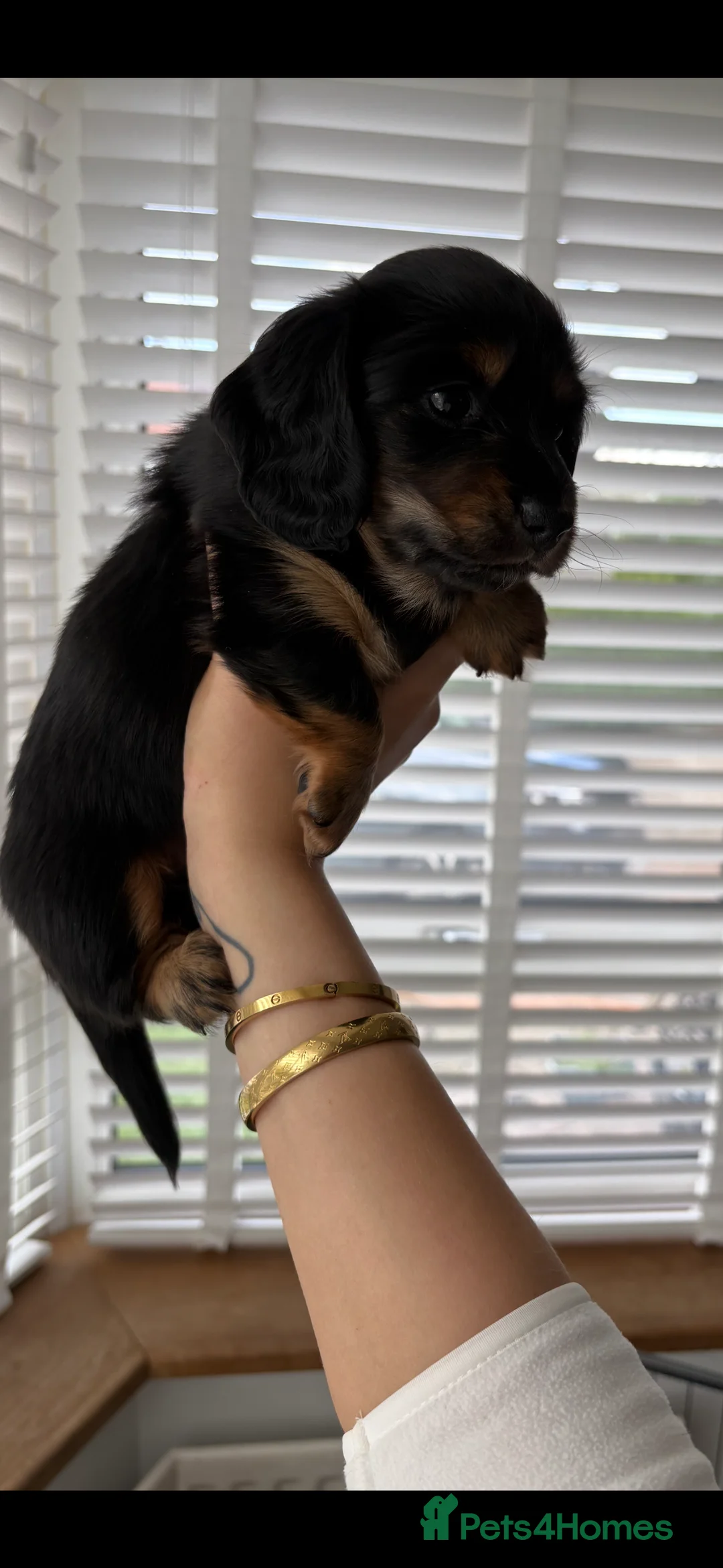 Miniature Dachshund dogs for sale: Beautiful long haired Miniature Dachshund puppies - Advert 1