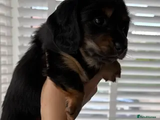 Miniature Dachshund dogs Beautiful long haired Miniature Dachshund puppies - Advert 1