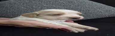 Sprocker 3