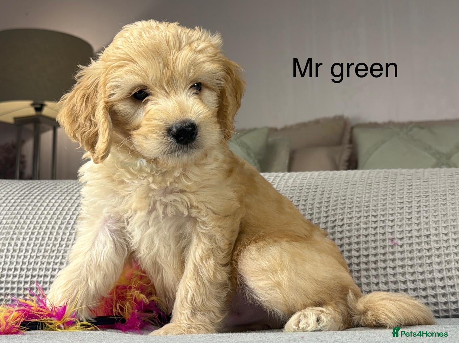 Goldendoodle dogs BEAUTIFUL HEALTHY LOVING PUPPIES  - Advert 1