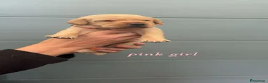 Pink collar