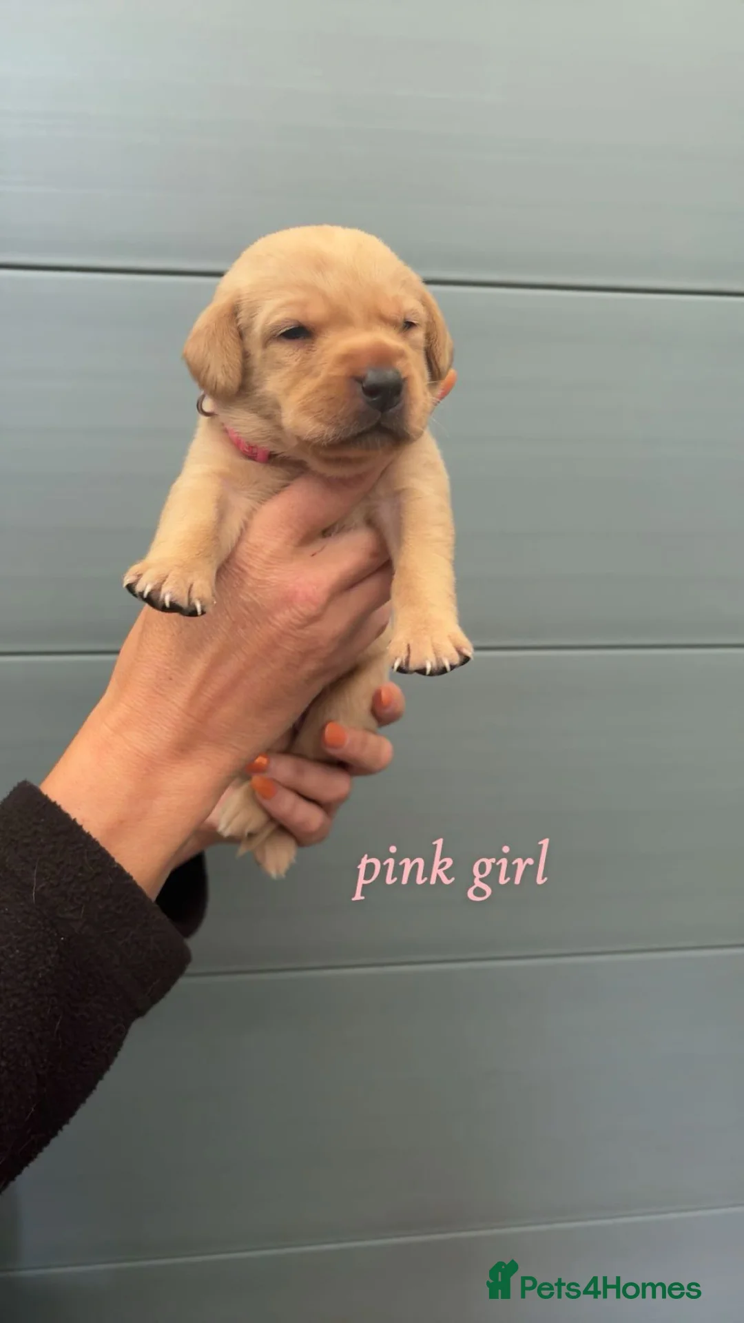 Labrador Retriever dogs for sale: Red fox labrador puppy's  - Advert 2