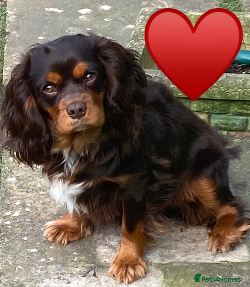 Cavapoo dogs Beautifull health tested choc cavapoos  - Advert 2