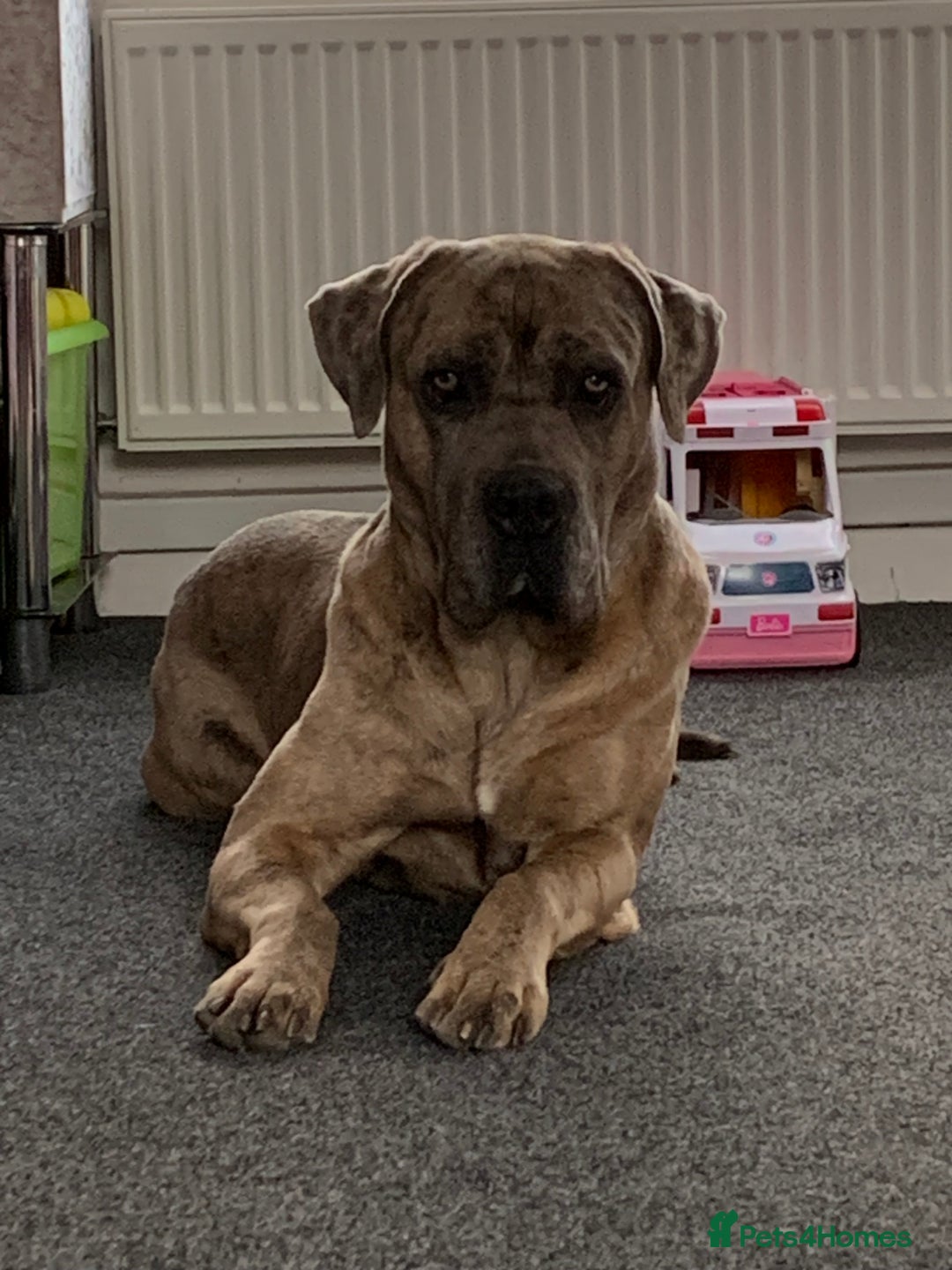Mixed Breed dogs for sale: Zuese - Image 2