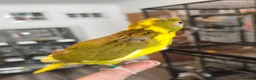 Parakeets birds for sale: Kakarikis - Hand Tame Babies  - Advert 3