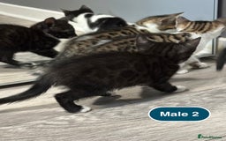 Bengal cats for sale: Gorgeous Bengal X Kittens!! - Image 12