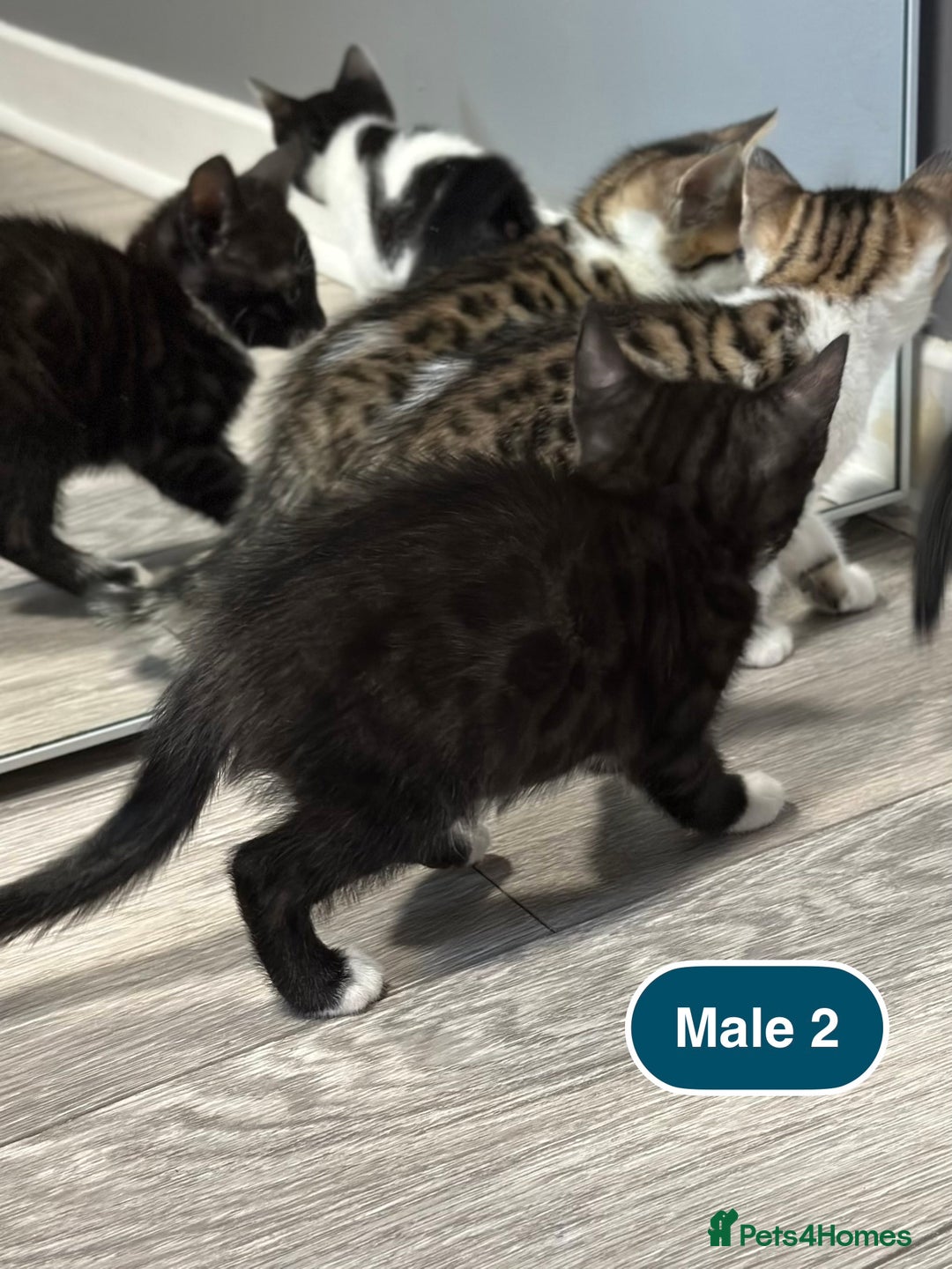 Bengal cats for sale: Gorgeous Bengal X Kittens!! - Image 12