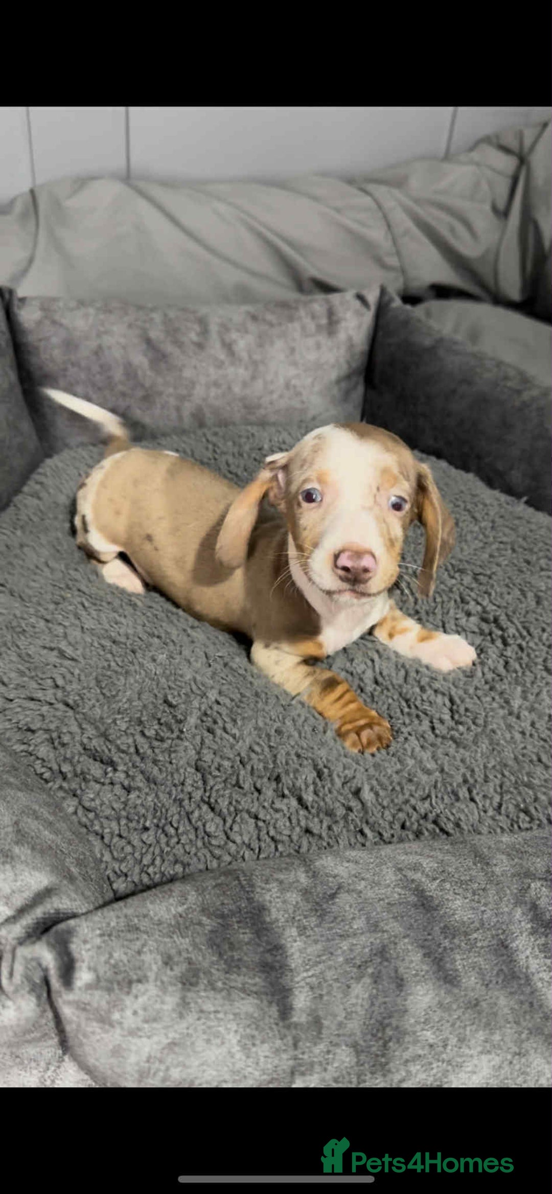 Miniature Dachshund dogs for sale: Miniature dachshund puppies   - Image 12