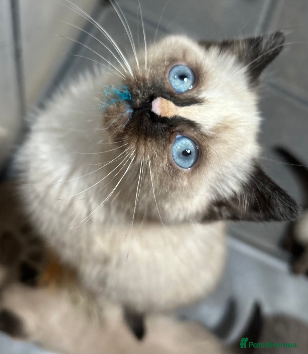 British Shorthair cats for sale: TICA Active BSH Colourpoint Kittens - Advert 5