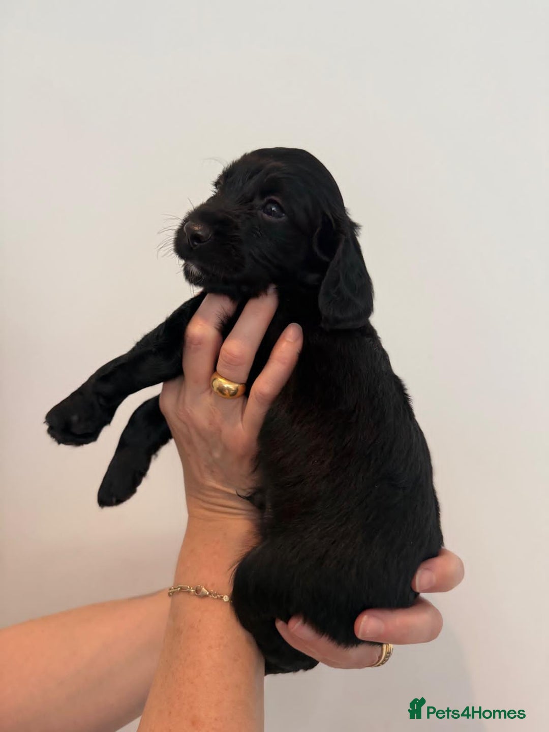 Cockapoo dogs for sale: Exceptional cockapoo pups- 1 Boy, 1 Girl left!! - Image 28
