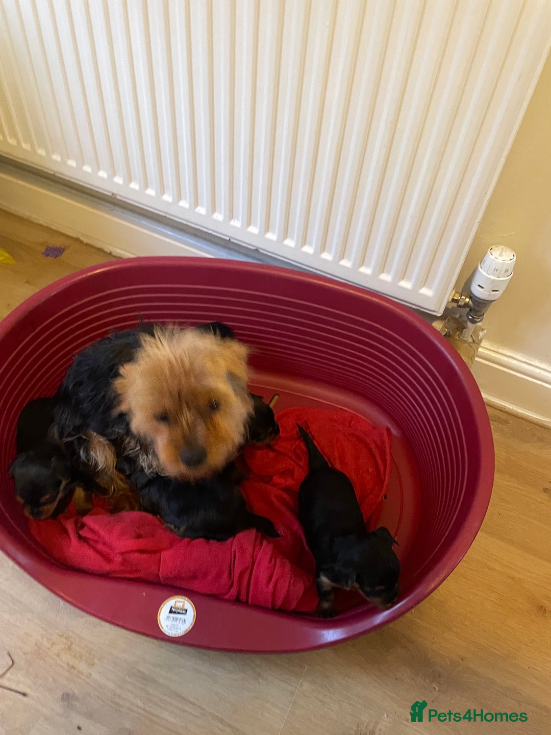 Yorkshire Terrier dogs for sale: Black and tan Yorkshire terrier puppies - Advert 2