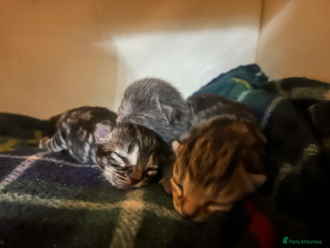 Mixed Breed cats for sale: Amber Bengal X shorthaired Black kittens in Cambridge - Advert 22