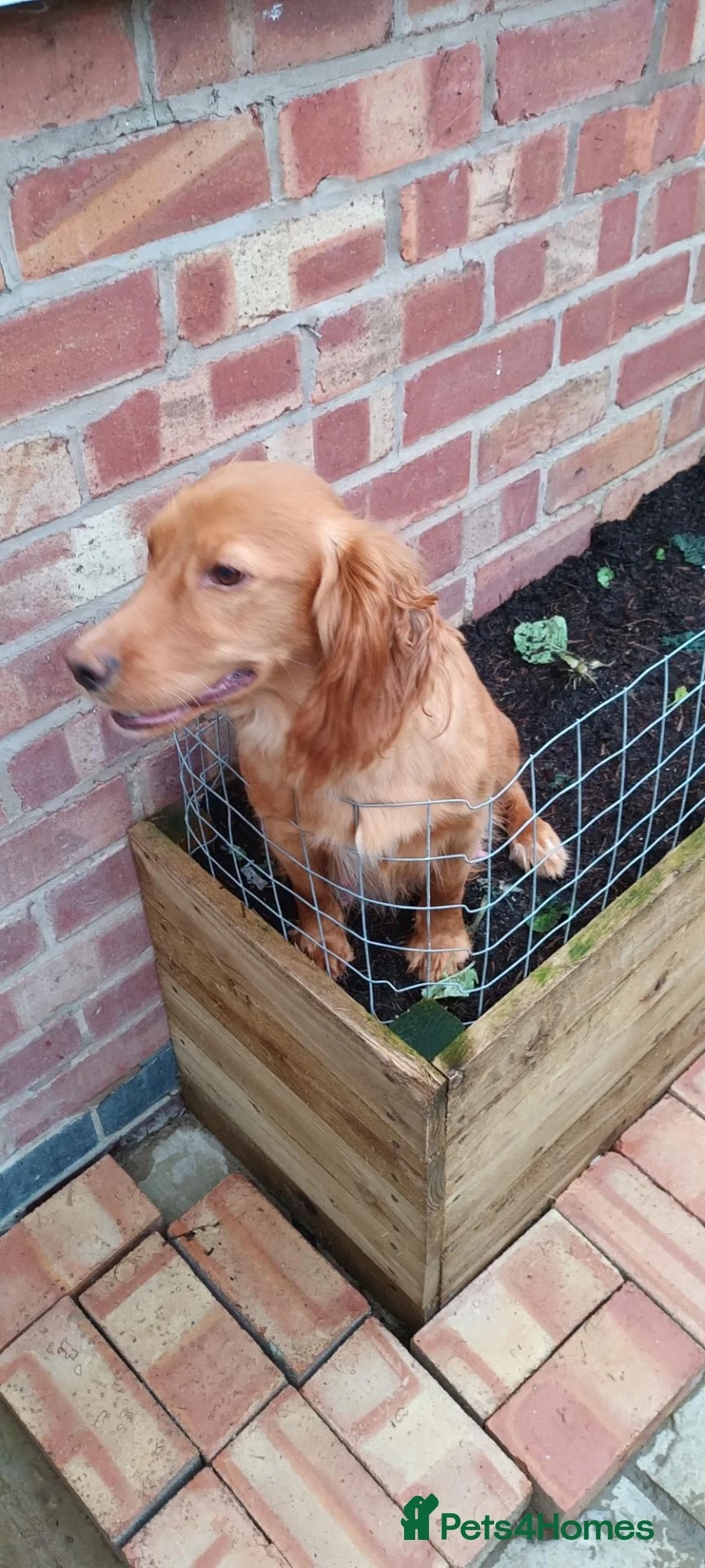 Cocker Spaniel dogs for sale: Spayed Female Cocker Spaniel For Rehoming. - Advert 3