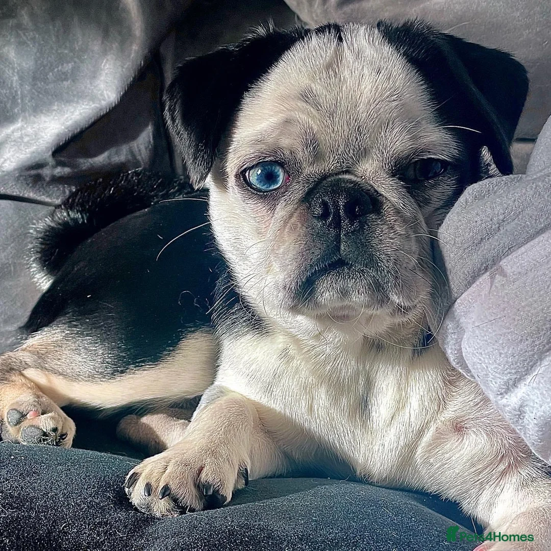 Pug dogs for sale: Beautiful and rare purebred puppies - Advert 1