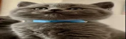 British Shorthair cats for sale: Chunky teddy bear GCCF British shorthair  - Advert 14