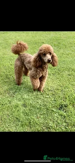 Miniature Poodle dogs for sale: Stunning Health Tested Miniature Poodle - Advert 6