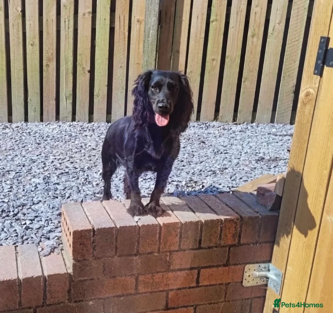 Cocker Spaniel dogs for sale: KC reg working cocker spaniels  - Advert 10