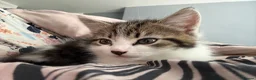 Mixed Breed cats for sale: Cute, healthy & playful kittens 7weeks in London - Advert 8