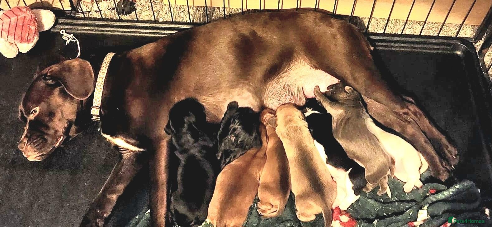 Mixed Breed dogs Frenchie Bulldog x Cocker Spaniel puppies - Advert 15