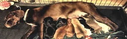 Mixed Breed dogs for sale: Frenchie Bulldog x Cocker Spaniel puppies - Advert 1