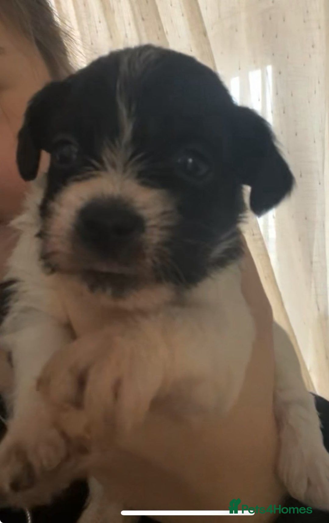 Mixed Breed dogs for sale: Poochon cross schweenie  - Advert 9