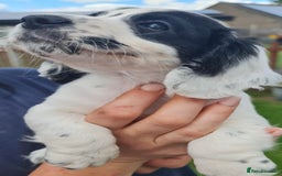 Cocker Spaniel dogs for sale: Gorgeous Cocker Pups - Image 19