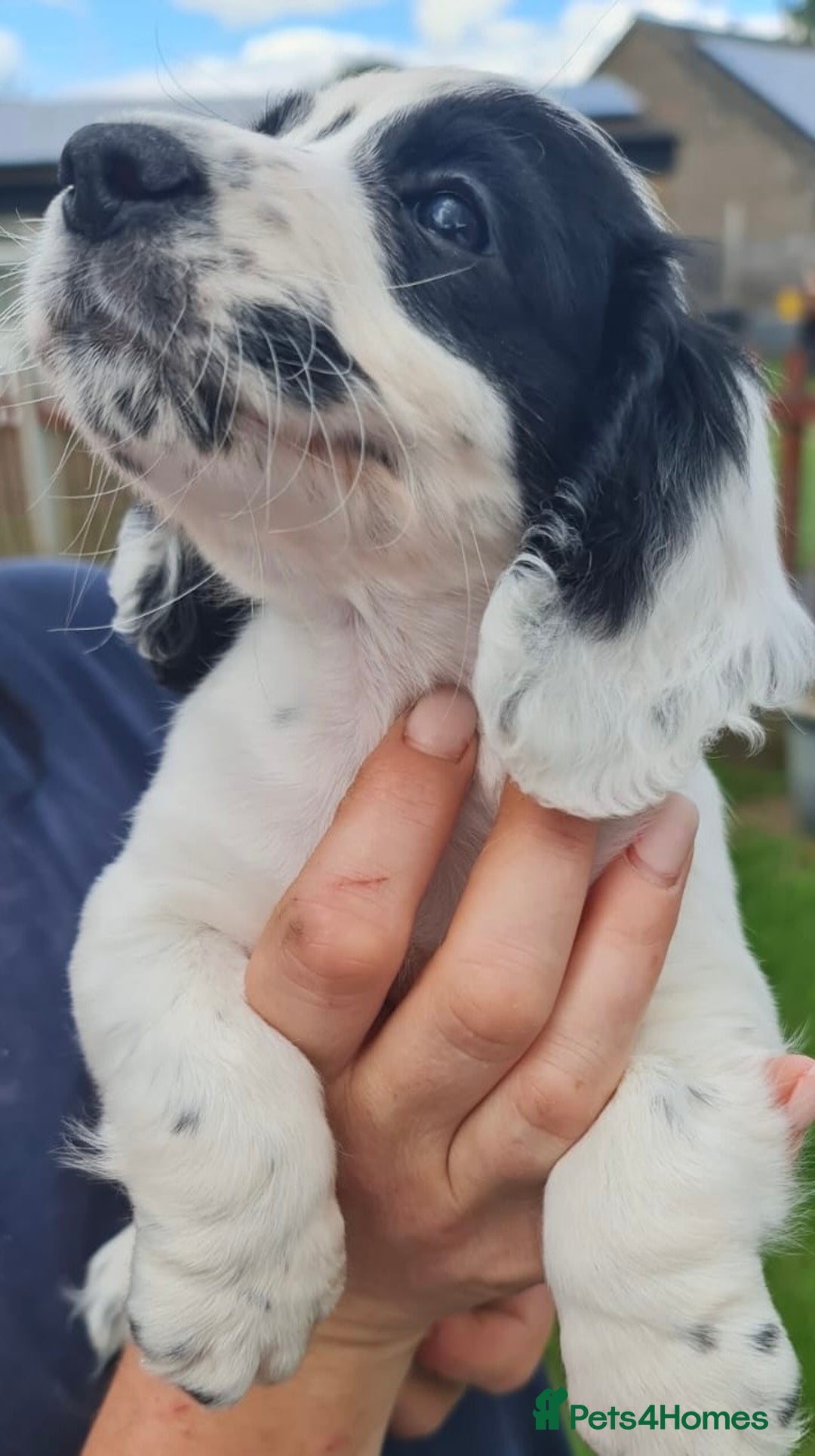Cocker Spaniel dogs for sale: Gorgeous Cocker Pups - Image 19