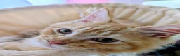 Maine Coon cats for sale: Mainecoon x Ragdoll kittens,read full description  - Advert 12
