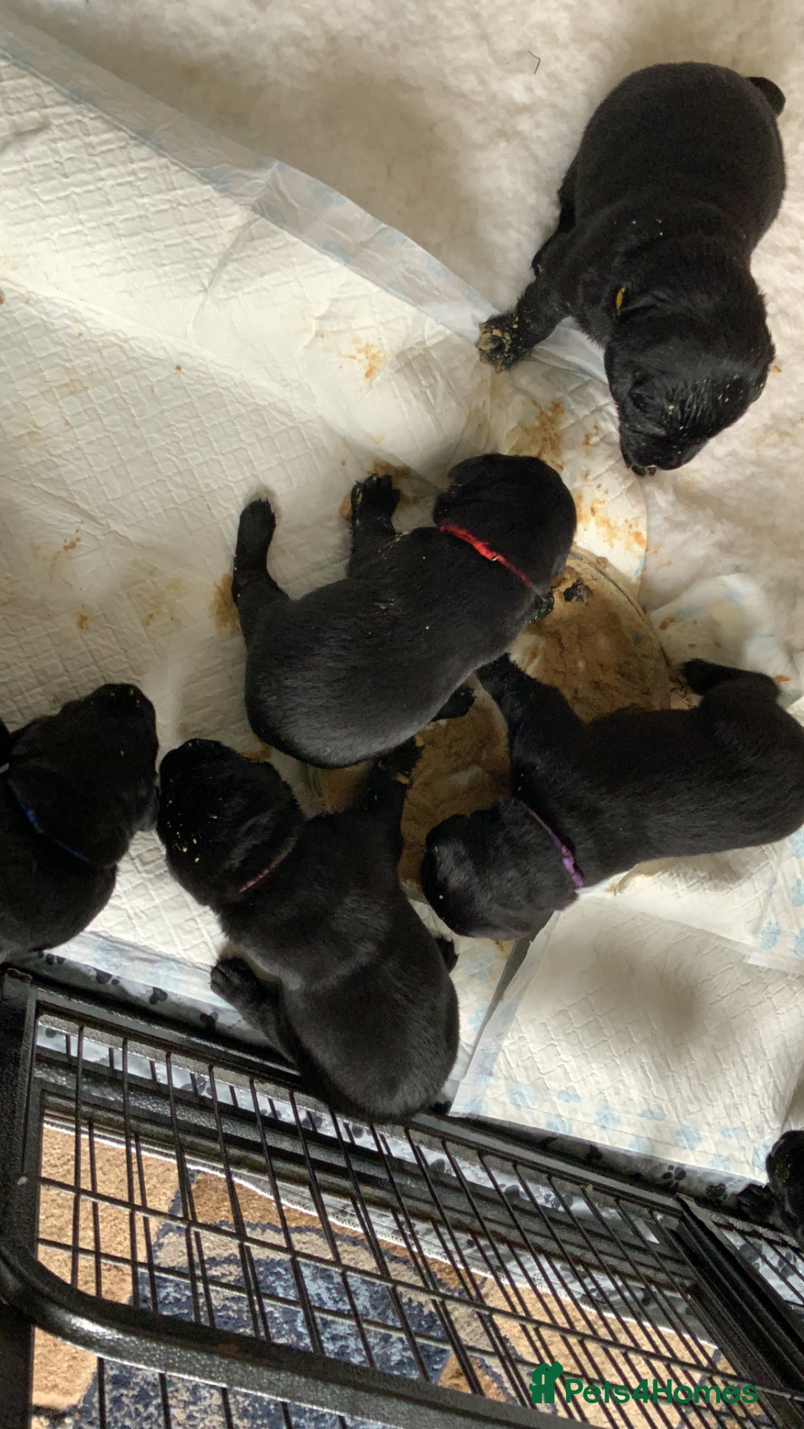 Labrador Retriever dogs Beautiful Black Labrador Puppies - Advert 1