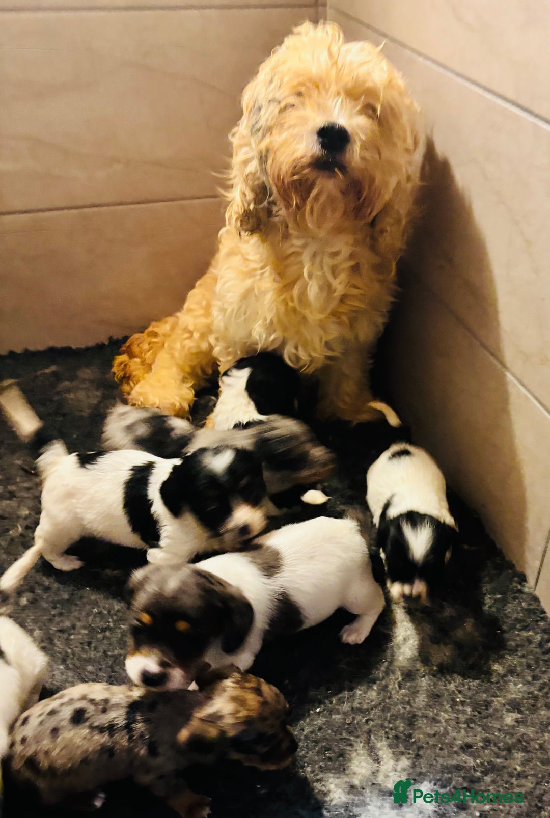 Mixed Breed dogs for sale: Adorable doxiepoo puppies  - Image 15