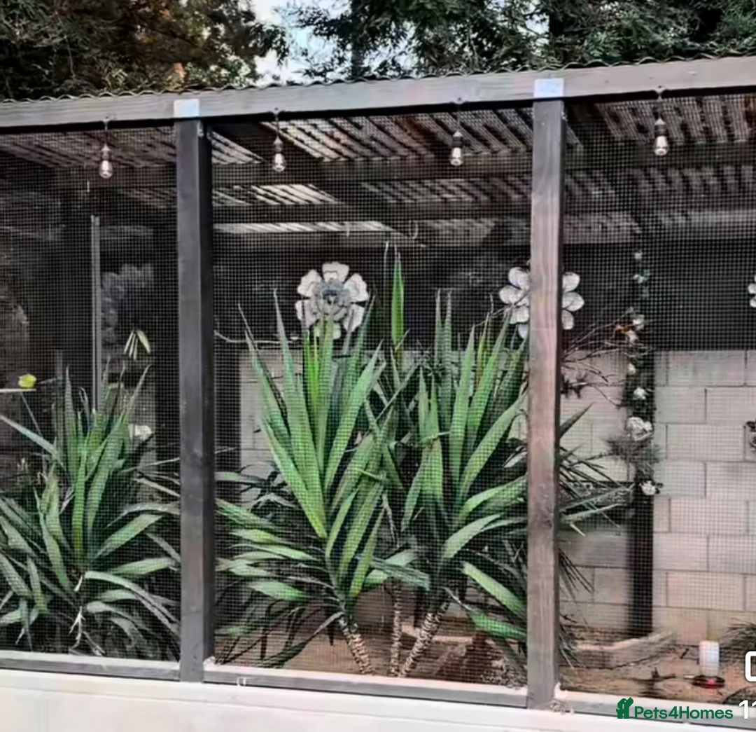 Finches birds for sale: BBC ring mae goldfinches available  - Advert 5