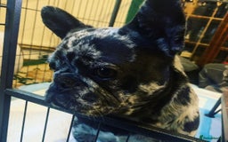 French Bulldog dogs for sale: French bulldog puppies  - Advert 6
