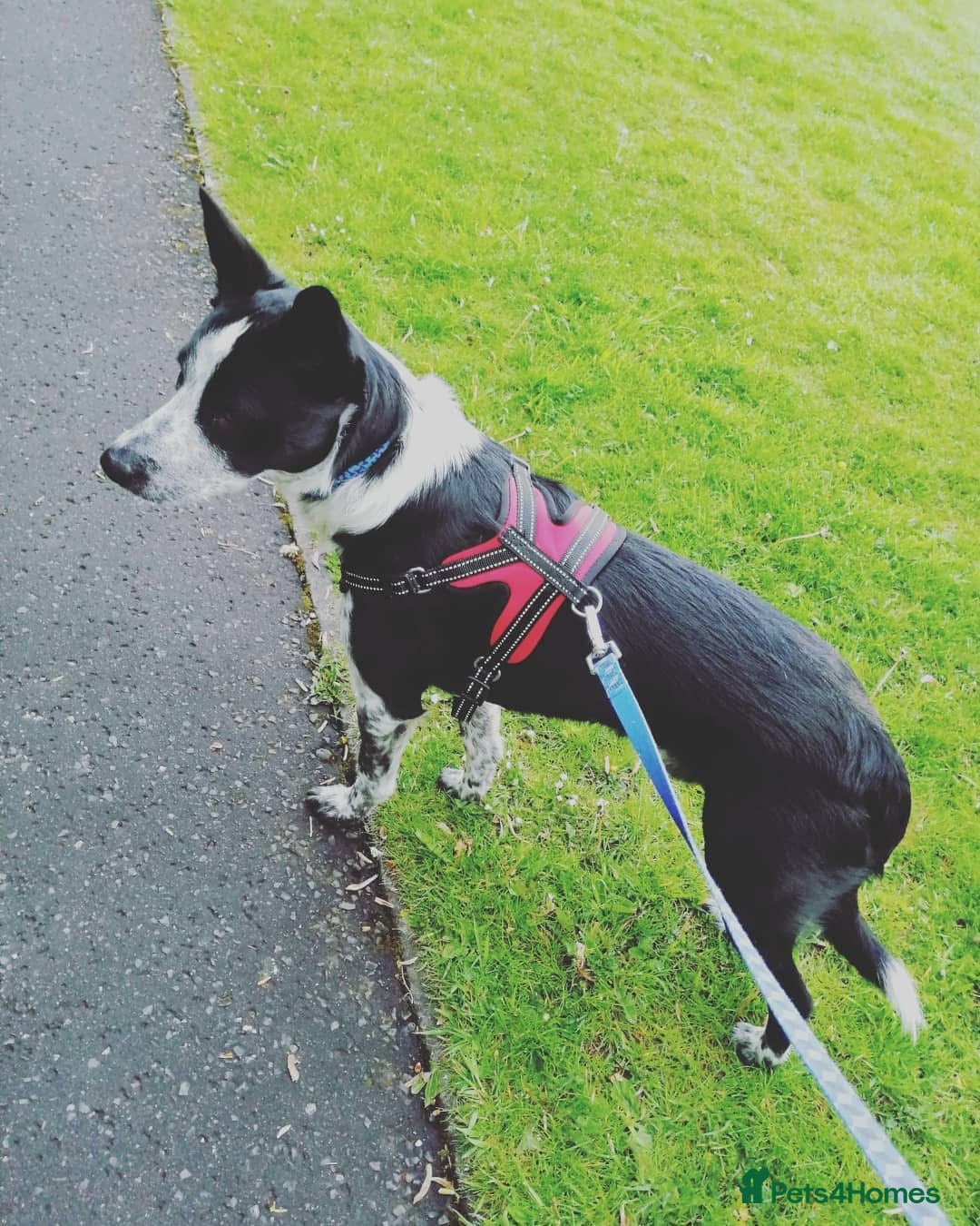 Border Collie dogs for sale: Border collie looking for new home - Image 9