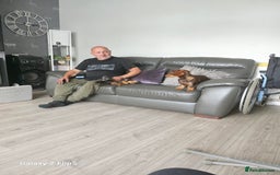 Dachshund dogs for sale: TWO DAUSHUNDS - Image 15